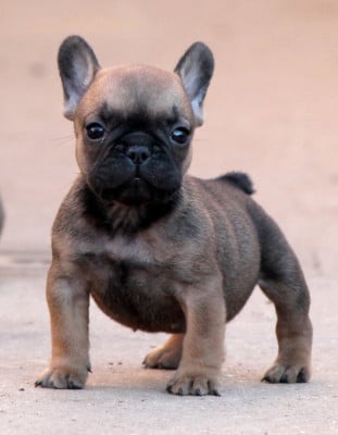 Les chiots de Bouledogue français
