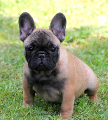 Les chiots de Bouledogue français