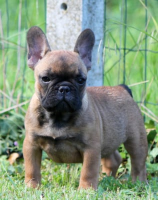 BRIGHT AMBER - Bouledogue français