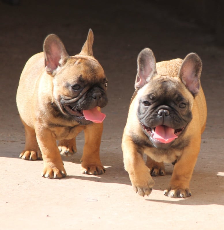 Bouledogue français - Distinct Origins