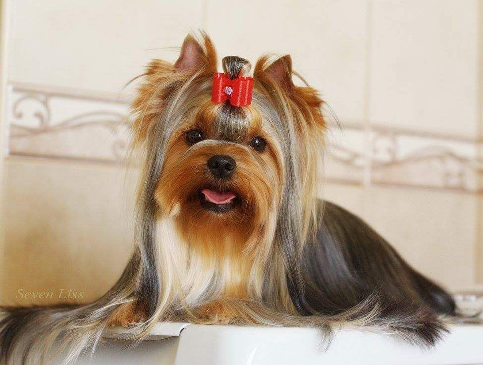 Publication : My Precious Love Auteur : jennyfer.S