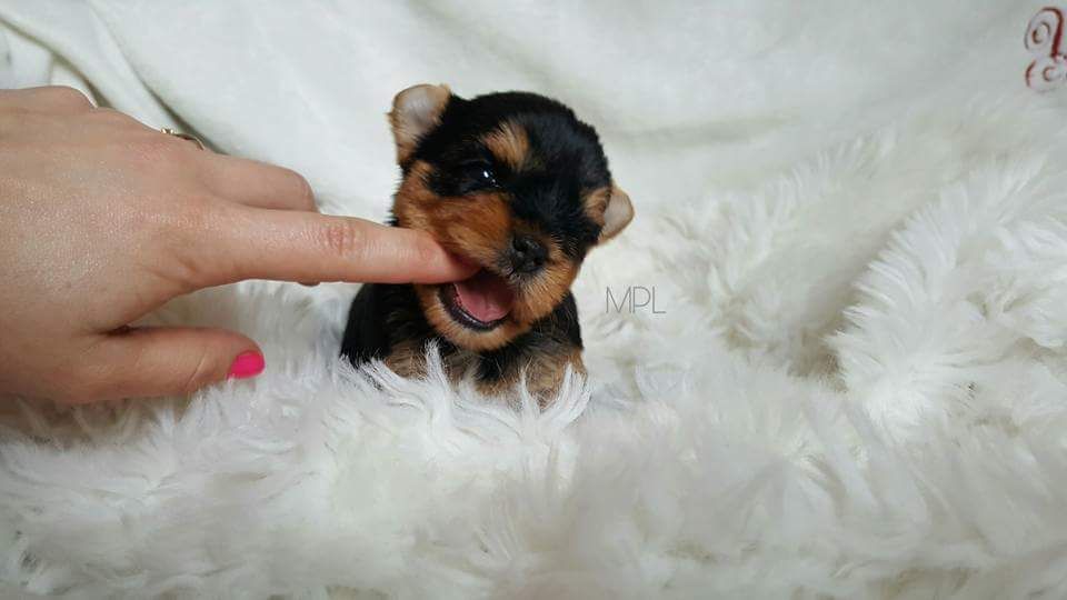 Accueil Elevage My Precious Love Eleveur De Chiens