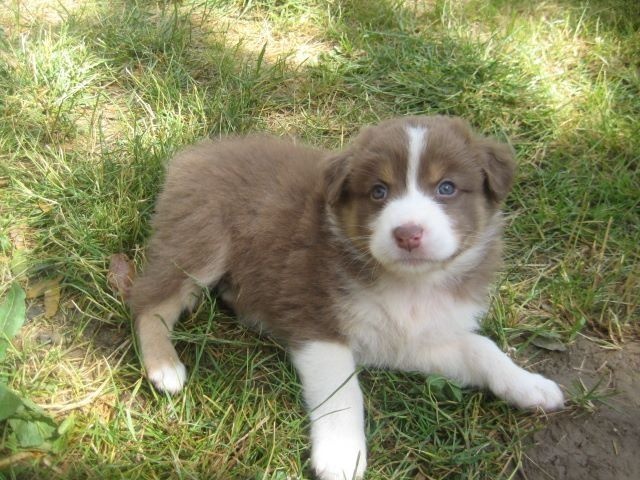 Publication : Du Ruisseau De L'agache