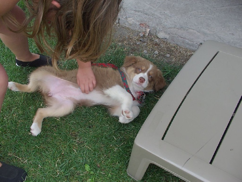 Publication : Du Ruisseau De L'agache