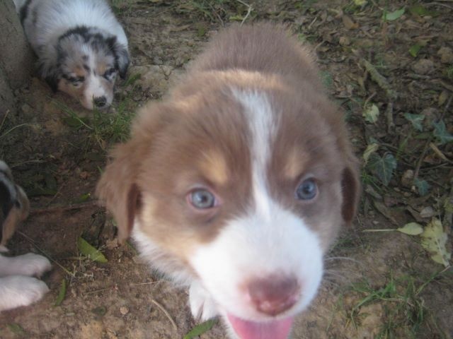 Publication : Du Ruisseau De L'agache