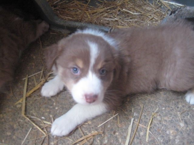 Publication : Du Ruisseau De L'agache