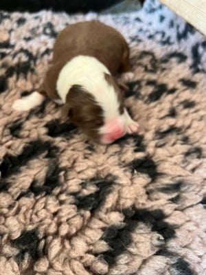 Les chiots de Berger Australien