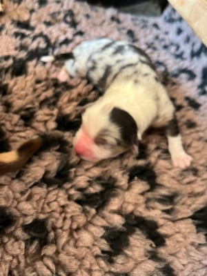 Les chiots de Berger Australien