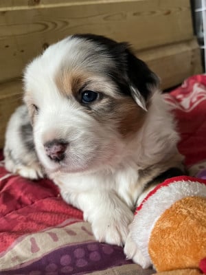 Les chiots de Berger Australien