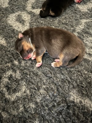 Les chiots de Berger Australien