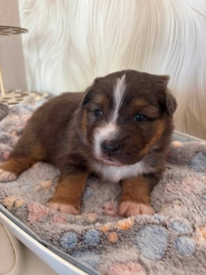 Les chiots de Berger Australien