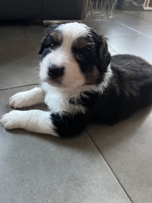 Les chiots de Berger Australien