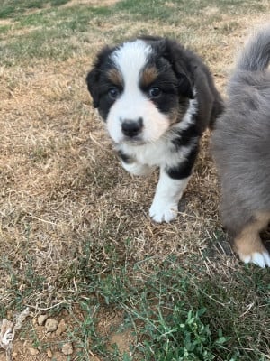 Les chiots de Berger Australien
