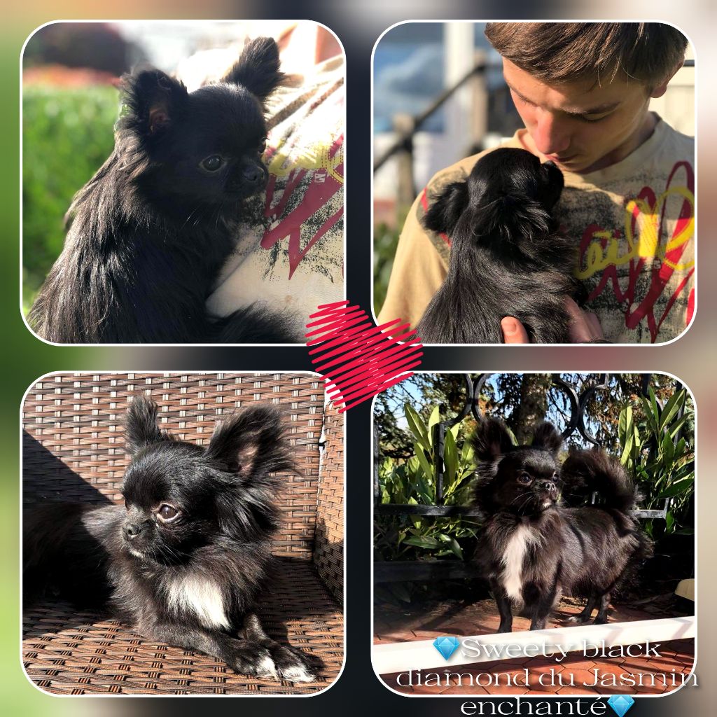 Publication : Des Saphirs Du Copper Canyon