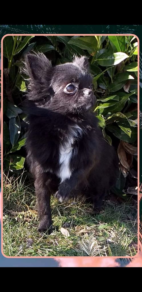 Publication : Des Saphirs Du Copper Canyon