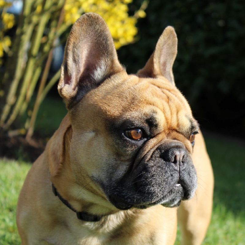 oxola bull Hémilio des bulls des hautes falaises - " 2 ème très bon " ( SP Race )