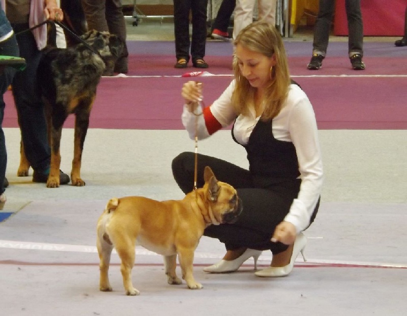 oxola bull Hémilio des bulls des hautes falaises - " Très Bon " sur 12 concurents