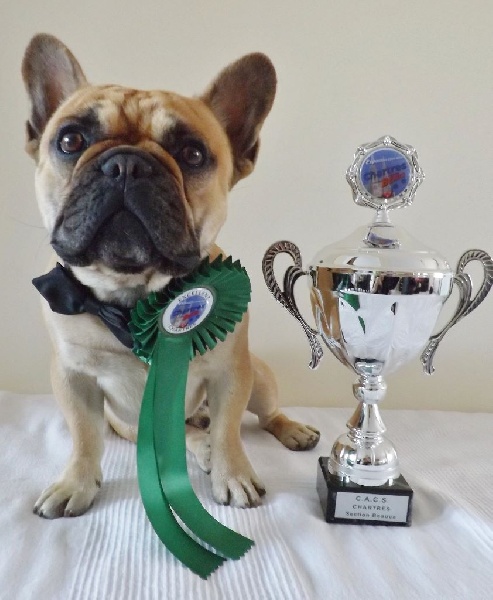 oxola bull Hémilio des bulls des hautes falaises - " 1er Excellent " Obtiens son CACS