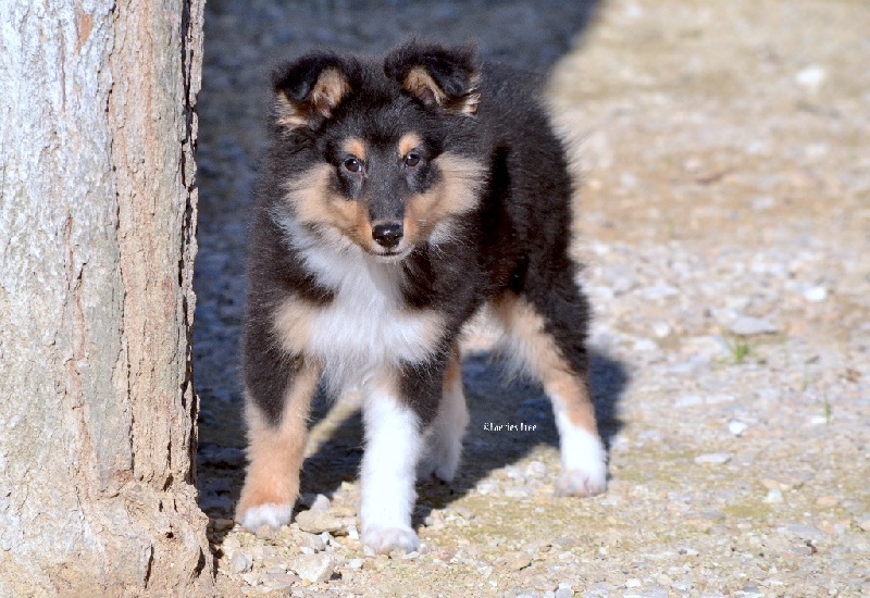 Publication : Faeries Tree