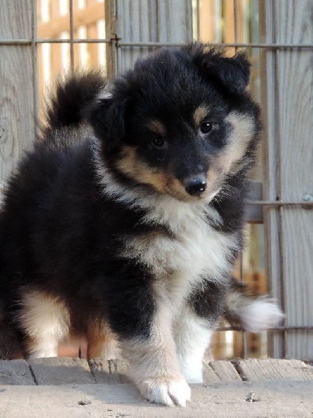 Publication : Faeries Tree