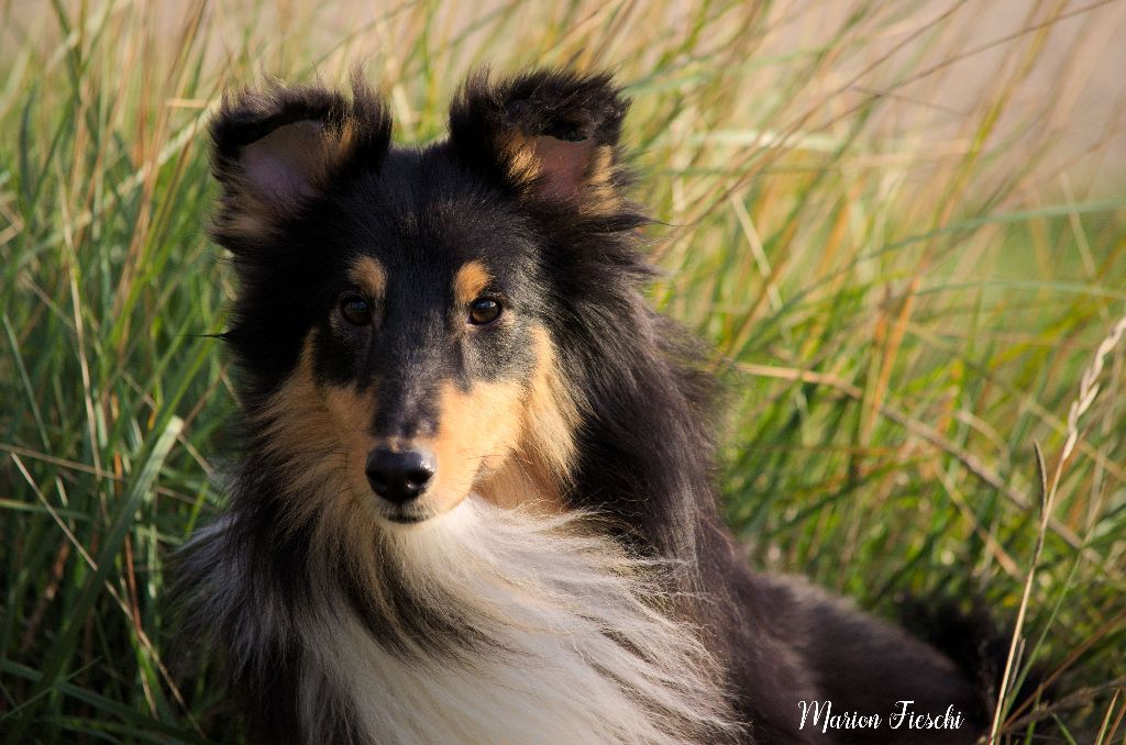 Publication : Faeries Tree