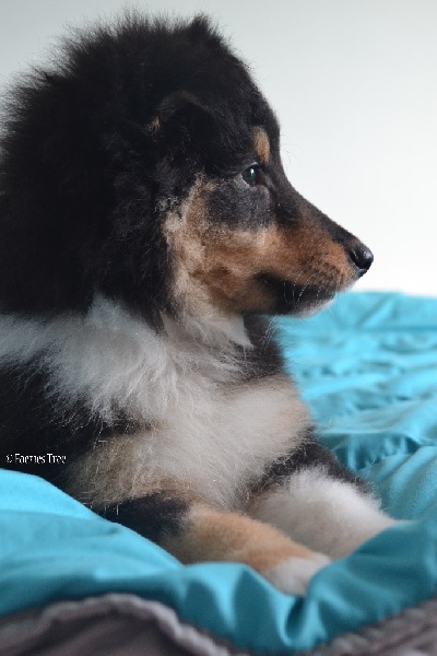 Publication : Faeries Tree