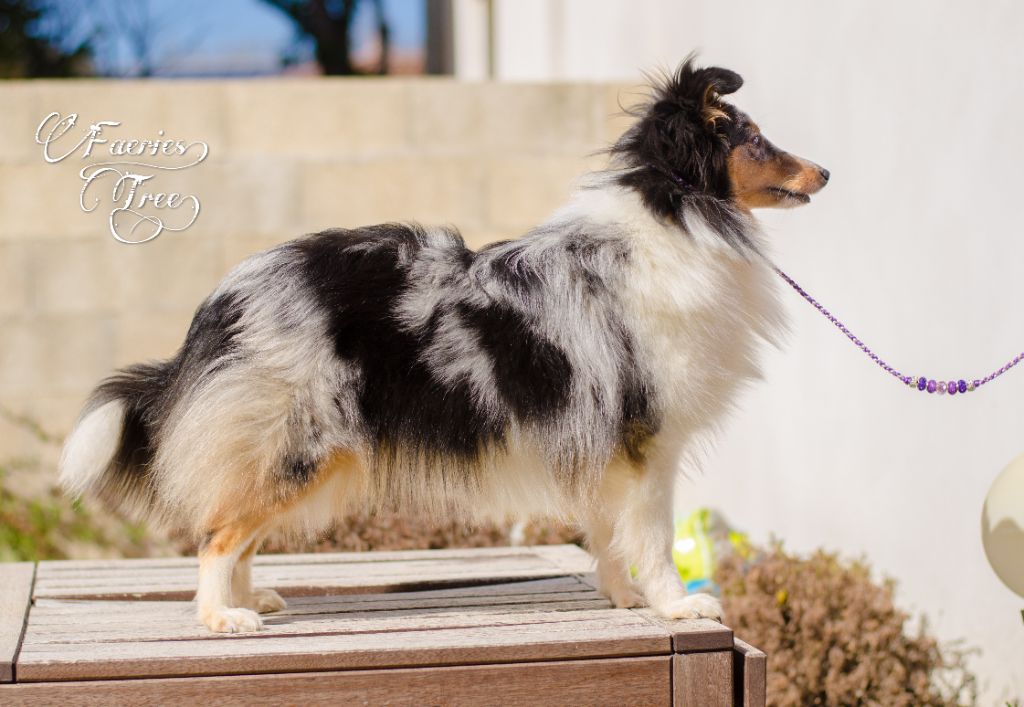 Publication : Faeries Tree