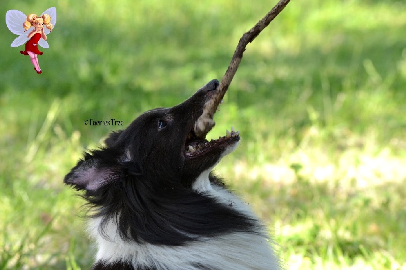 Publication : Faeries Tree Auteur : Marion Fieschi