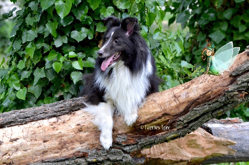 Publication : Faeries Tree Auteur : Marion Fieschi