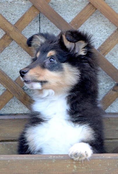 Publication : Faeries Tree