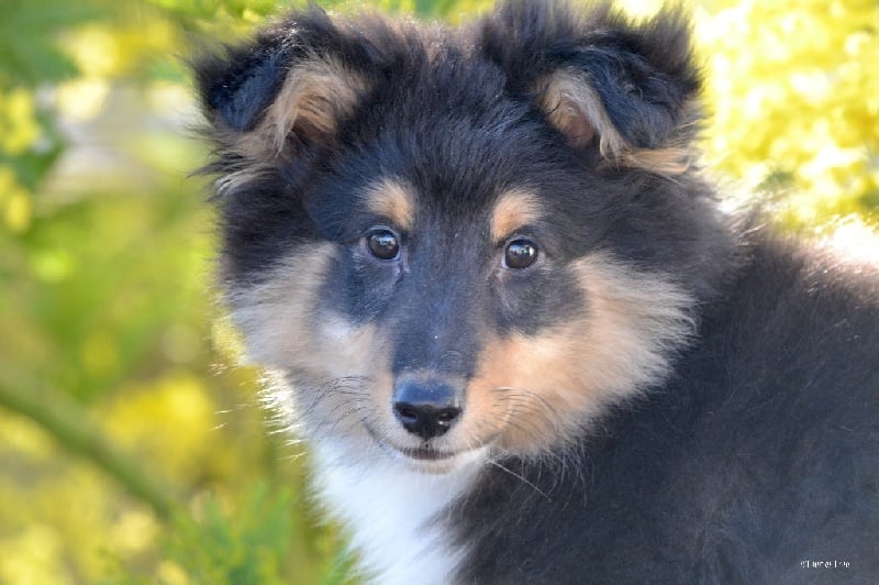 Publication : Faeries Tree