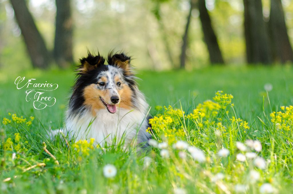 Publication : Faeries Tree