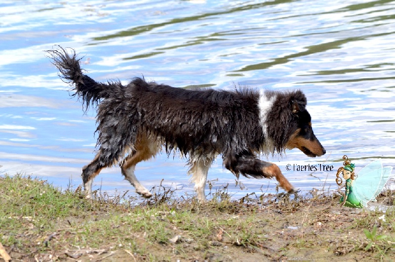 Publication : Faeries Tree