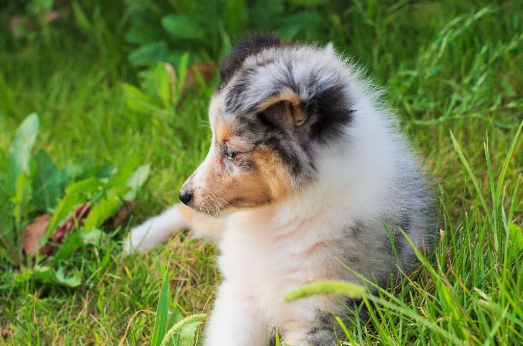 Publication : Faeries Tree