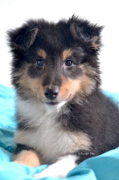 Publication : Faeries Tree