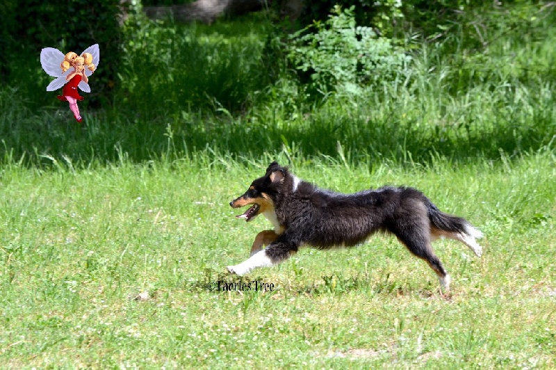 Publication : Faeries Tree