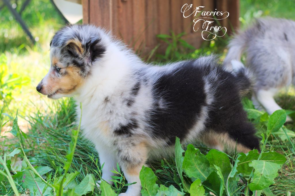 Publication : Faeries Tree