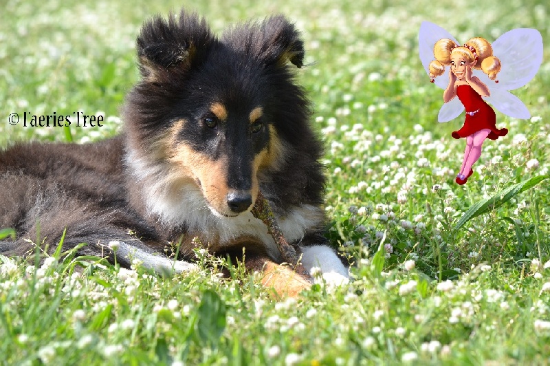 Publication : Faeries Tree