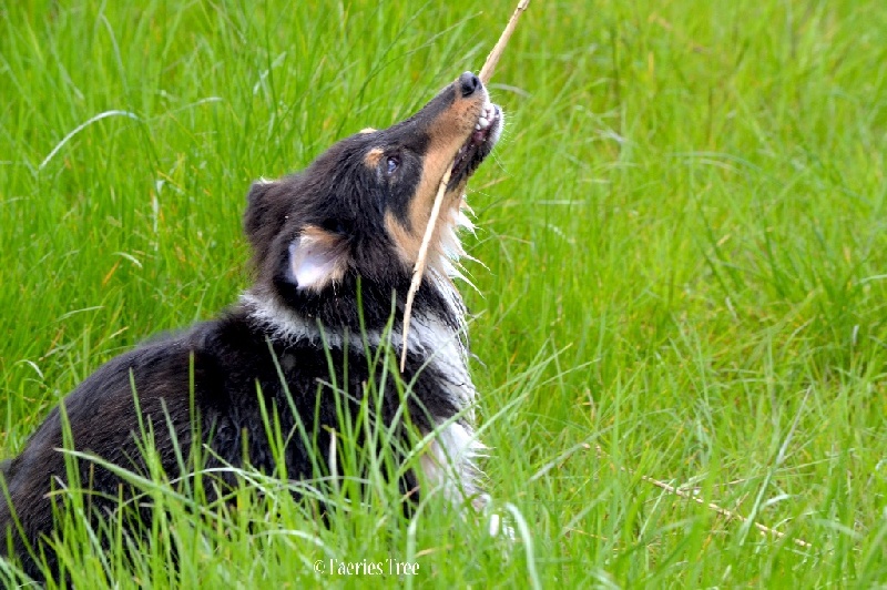 Publication : Faeries Tree