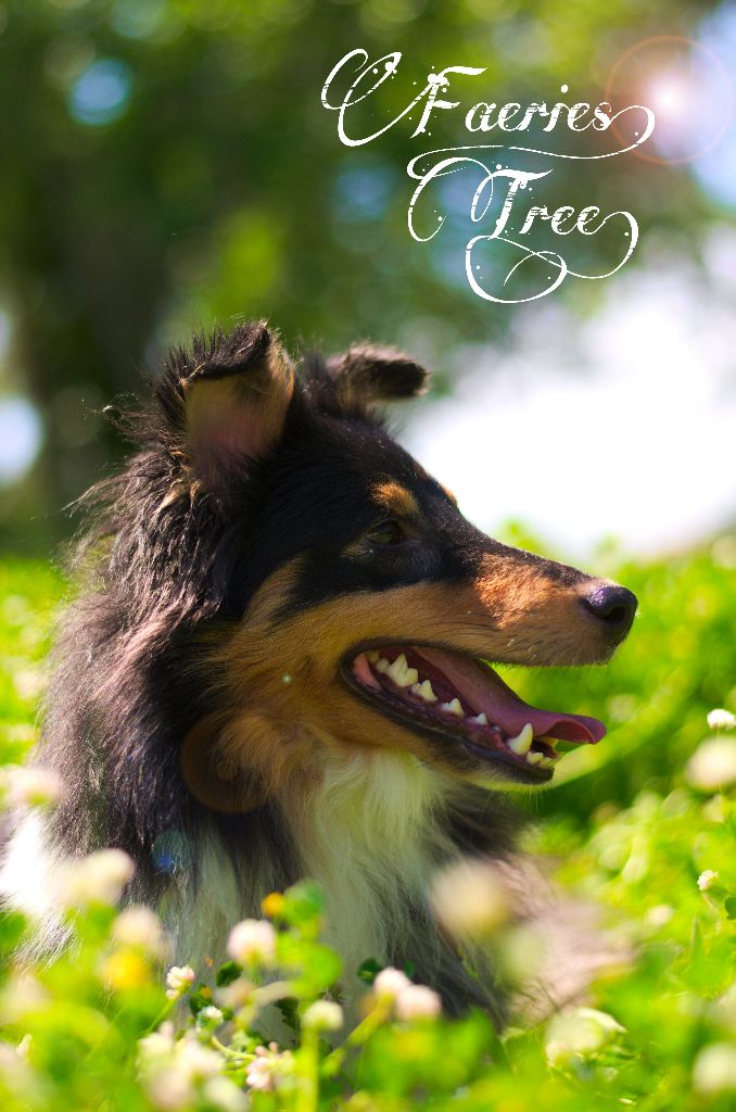 Publication : Faeries Tree