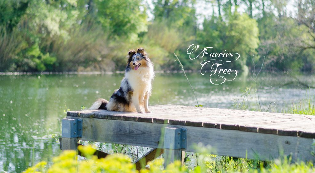 Publication : Faeries Tree