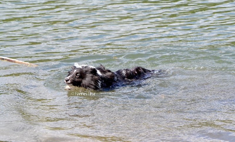 Publication : Faeries Tree Auteur : Marion Fieschi