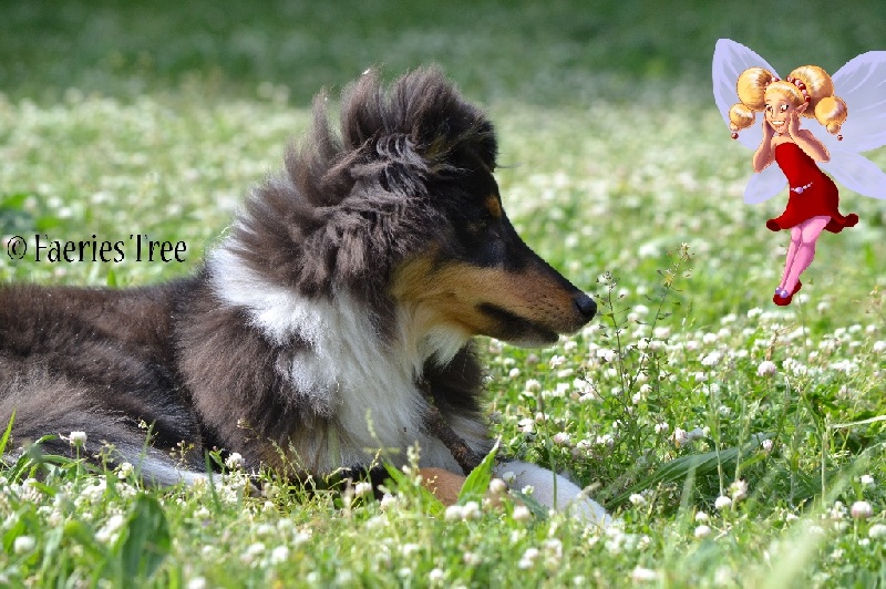 Publication : Faeries Tree