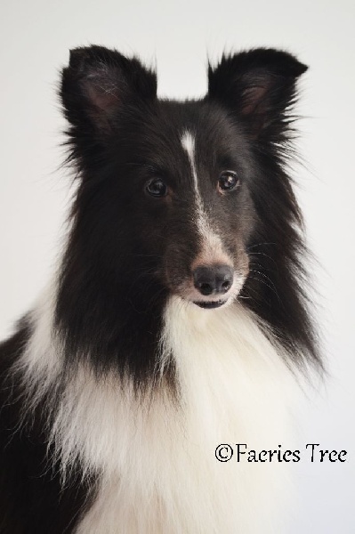 Publication : Faeries Tree Auteur : Marion Fieschi