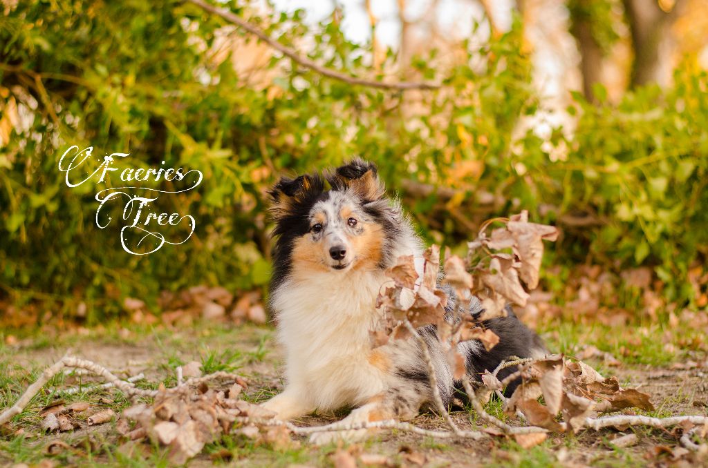 Publication : Faeries Tree