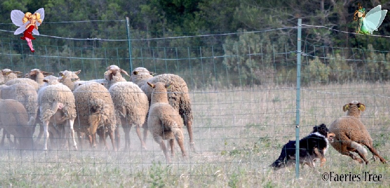 Publication : Faeries Tree