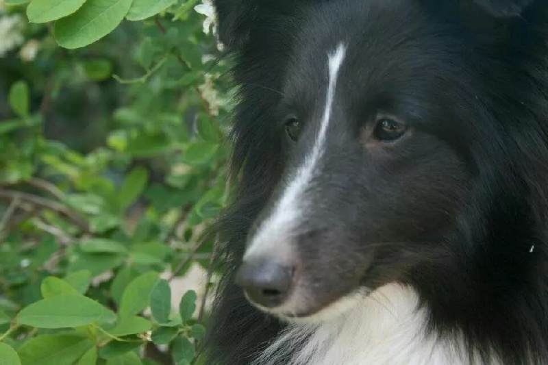 Publication : Faeries Tree Auteur : Marion Fieschi