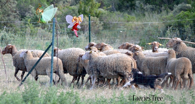 Publication : Faeries Tree