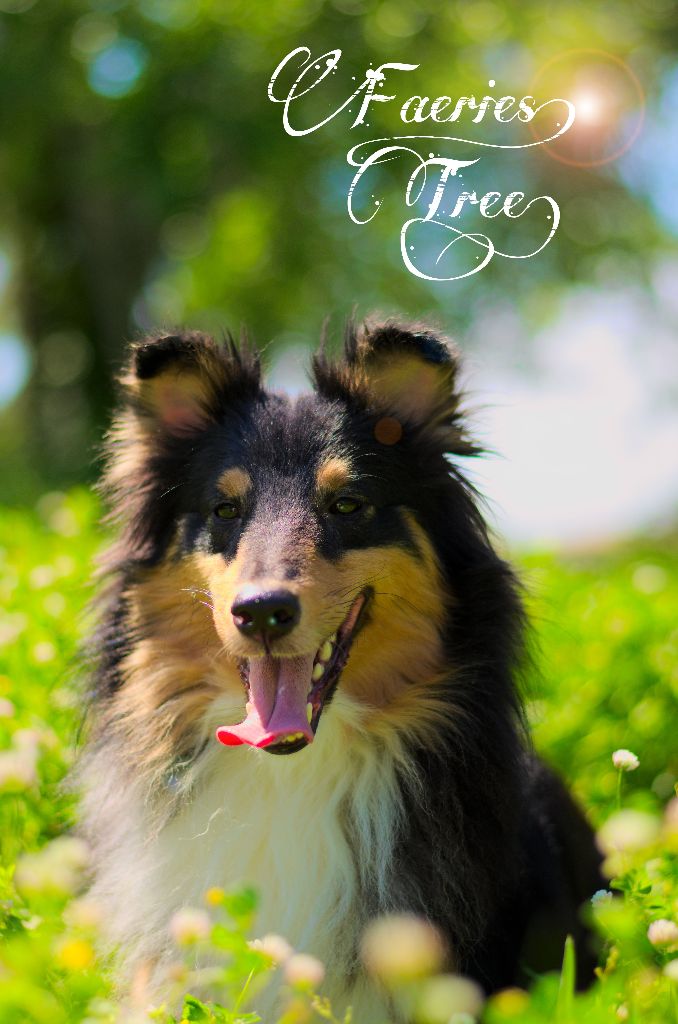 Publication : Faeries Tree