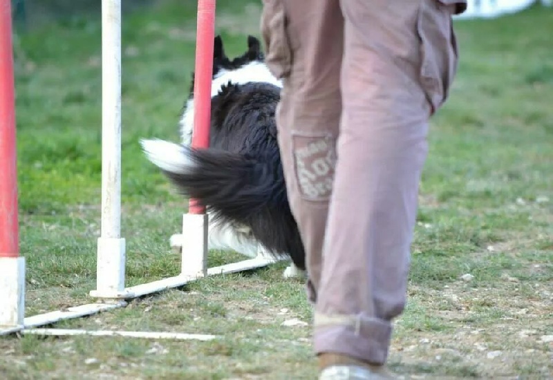 Publication : Faeries Tree Auteur : Marion Fieschi